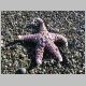 Starfish at Russian Gulch
